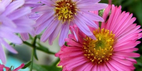 Kako posaditi astre sa sjemenkama na otvorenom tlu